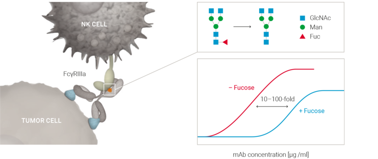 Figure 1: Antibodies produced from GlymaxX-engineered cells contain a reduced amount of core-fucose and show an increased ability to recruit NK-cells and mediate an efficient antibody dependent cellular cytotoxicity (ADCC) response.