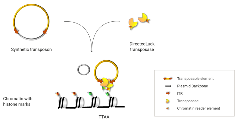ProBioGen’s transposase with epigenetic targeting
