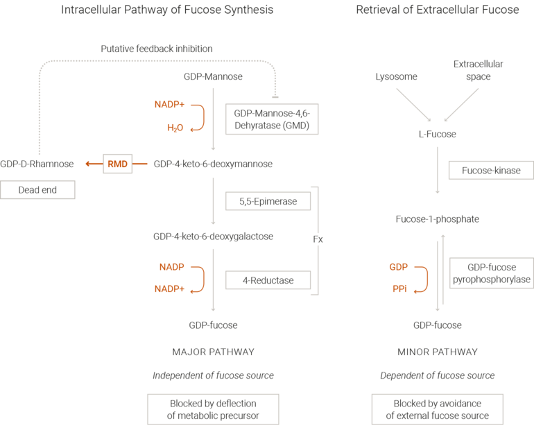 Figure 2: Working principle of the GlymaxX Technology. In the absence of fucose, cells are unable to synthesize GDP-fucose via the salvage pathway. The de novo pathway, the dominant source of activated GDP-L-Fucose, is efficiently blocked by enzymatic co