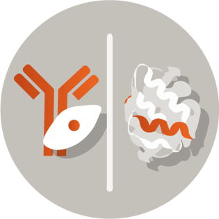 ProBioGen AG | CDMO Services & Technologies for Biopharmaceuticals