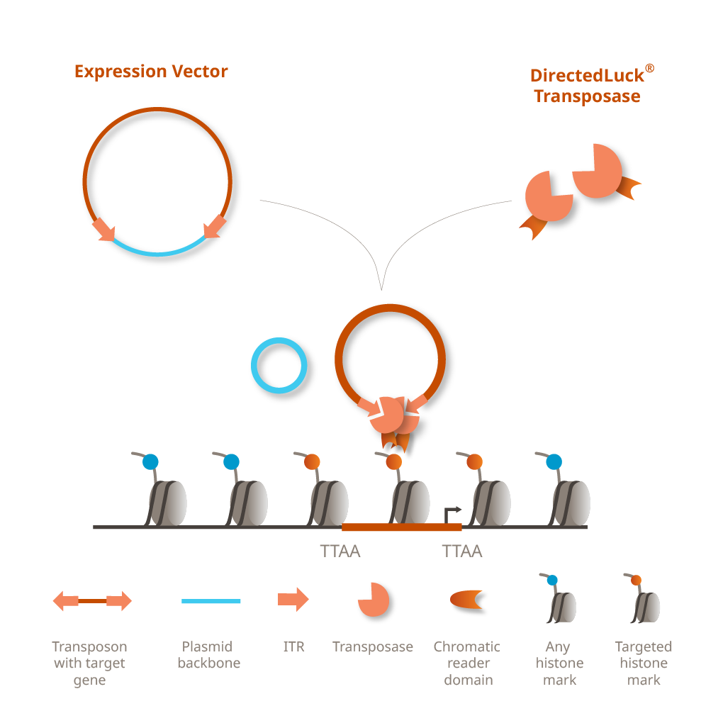 DirectedLuck Transposase