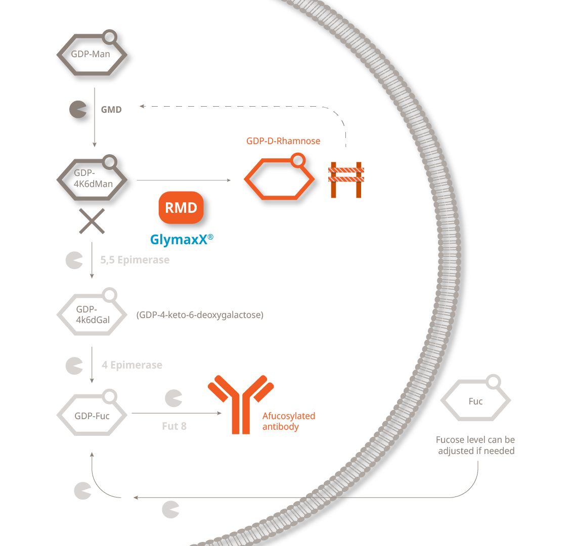 Infographic GlymaxX WIP web-02