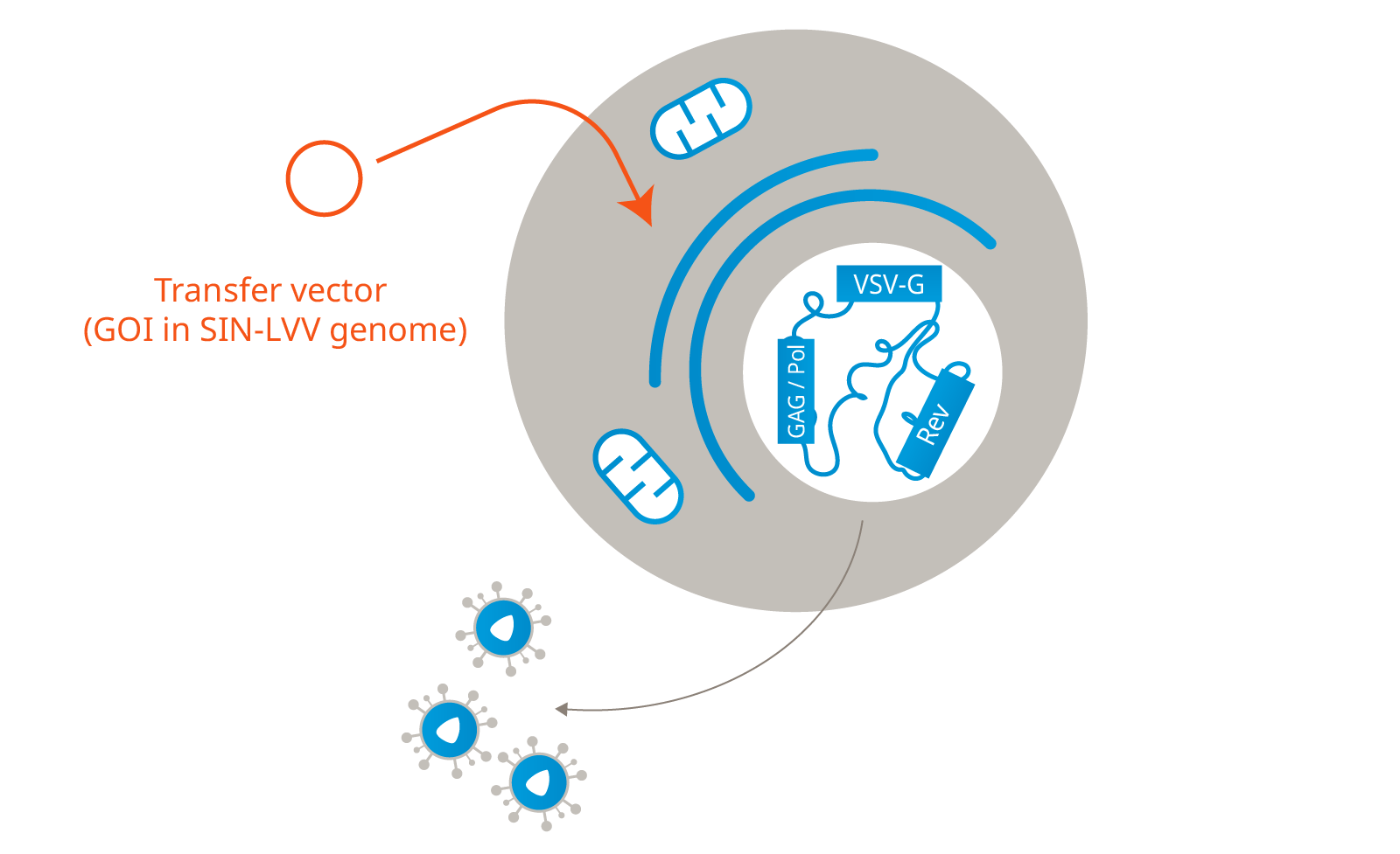 Lenti.Right Infographic (Producer Cell line_Packaging cell Line)-10