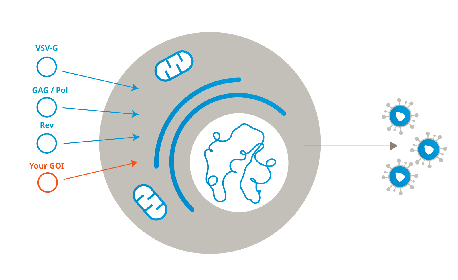 Lenti.Right Infographic (Producer Cell line_Packaging cell Line)