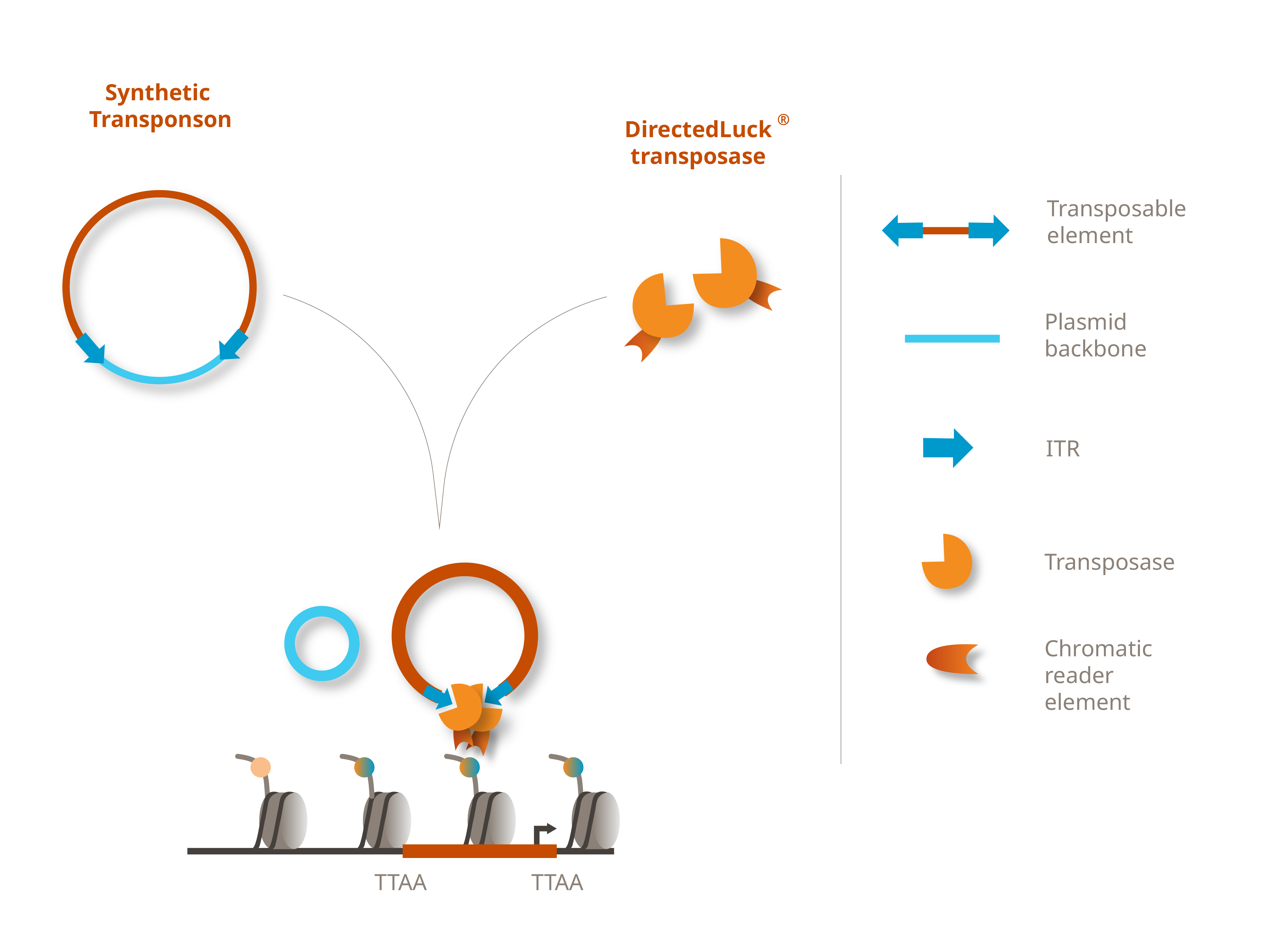 Transposase Infographic_DirectedLuck Website